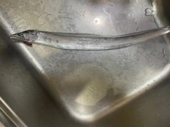 タチウオの釣果