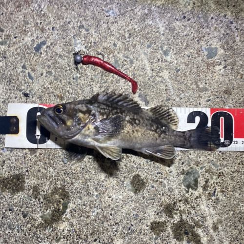 クロソイの釣果