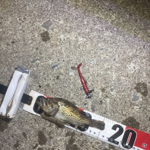 クロソイの釣果
