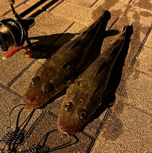 イネゴチの釣果