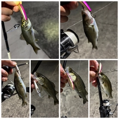 シーバスの釣果
