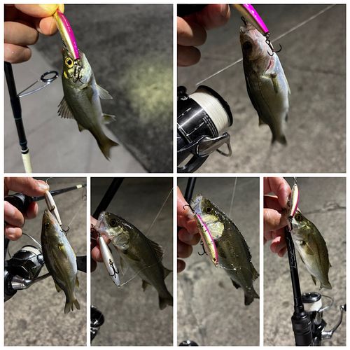 シーバスの釣果