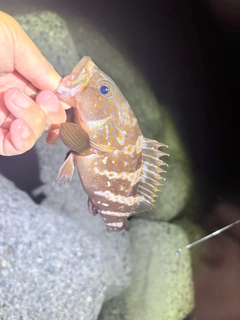 キジハタの釣果