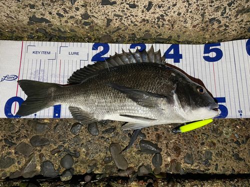 チヌの釣果