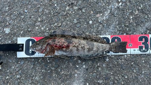 アイナメの釣果