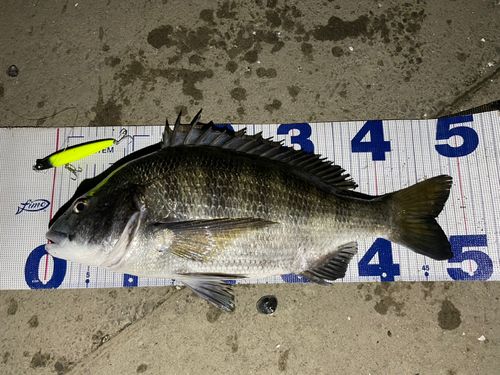 チヌの釣果