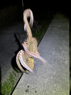 マダコの釣果
