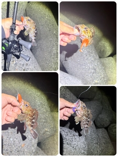カサゴの釣果