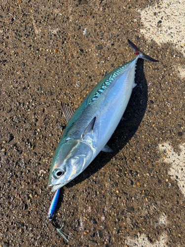 ソウダガツオの釣果