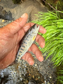 ヤマメの釣果