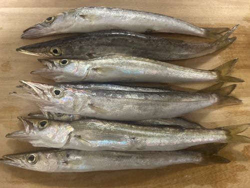 カマスの釣果