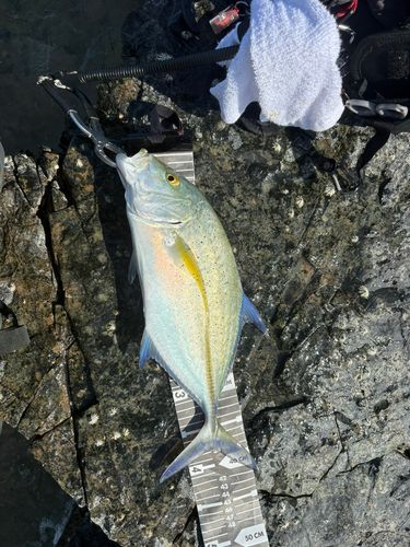 カスミアジの釣果