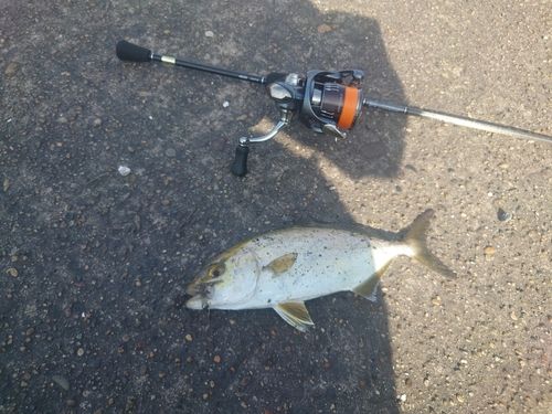 釣果