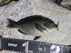グレの釣果