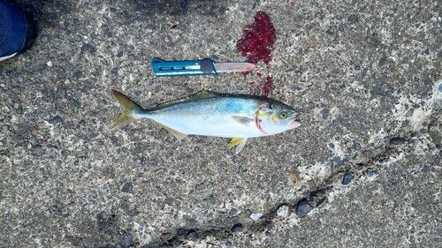 ワカシの釣果