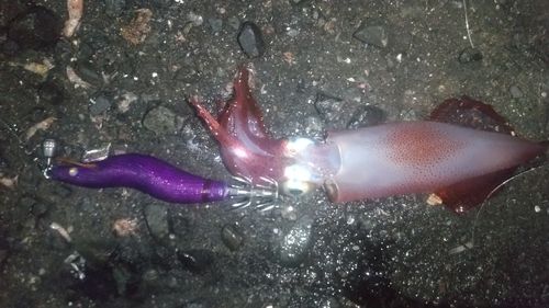 ケンサキイカの釣果