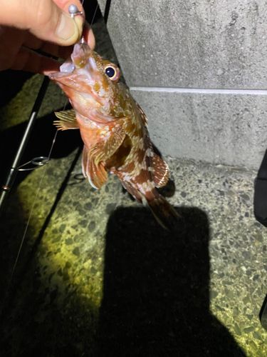 カサゴの釣果