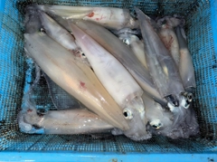 シロイカの釣果