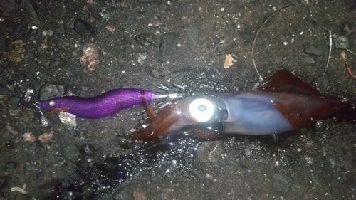 ケンサキイカの釣果