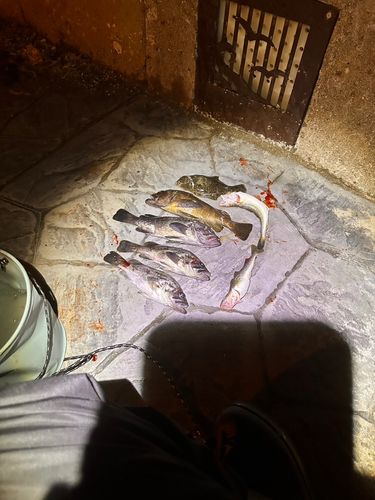 クロソイの釣果