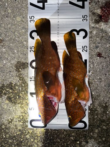 アコウの釣果