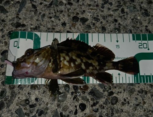 カサゴの釣果