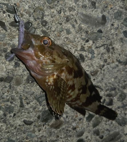 カサゴの釣果