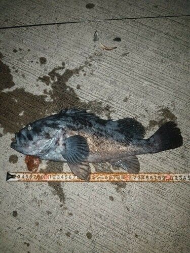 クロソイの釣果