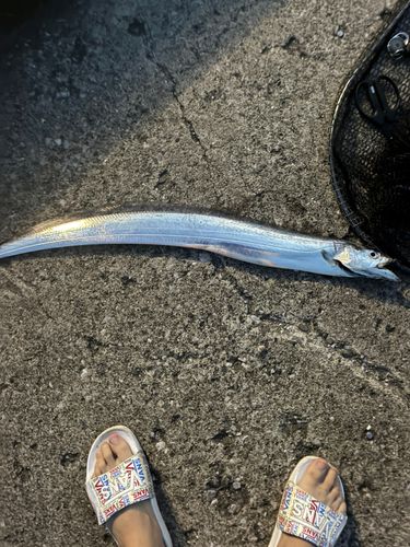 タチウオの釣果
