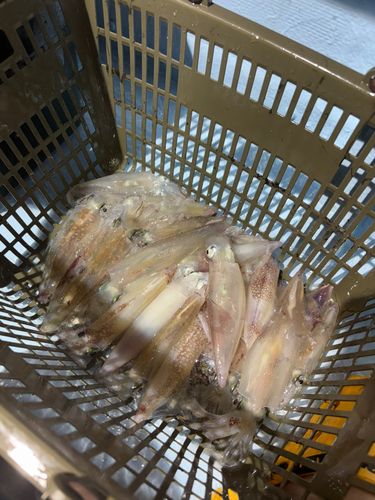 ケンサキイカの釣果