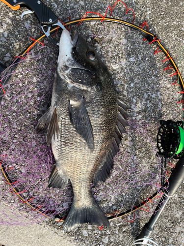チヌの釣果