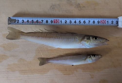 キスの釣果