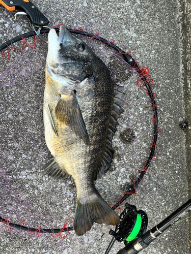 チヌの釣果