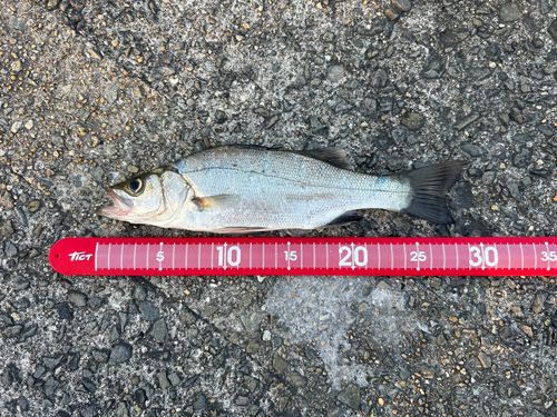 セイゴ（ヒラスズキ）の釣果