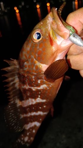 アコウの釣果
