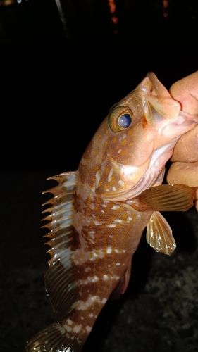 アコウの釣果