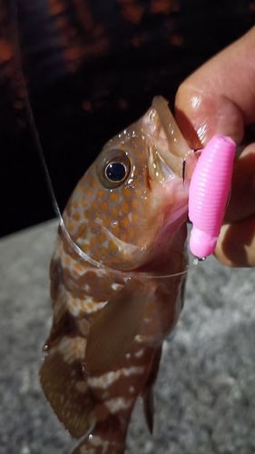 アコウの釣果