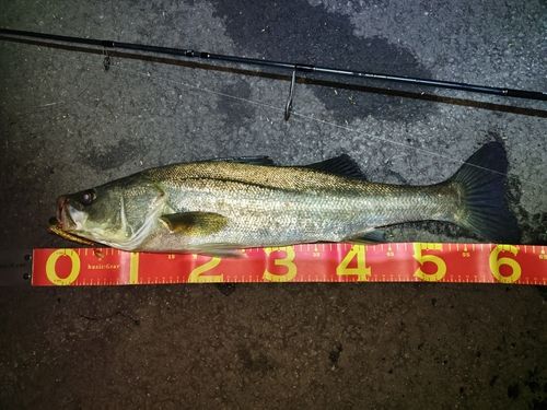 シーバスの釣果