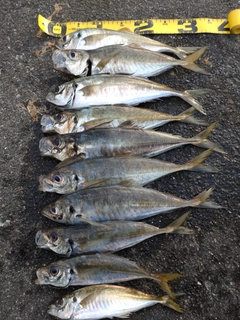 アジの釣果