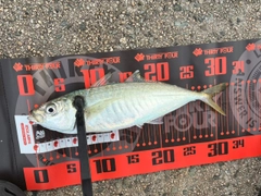 マルアジの釣果