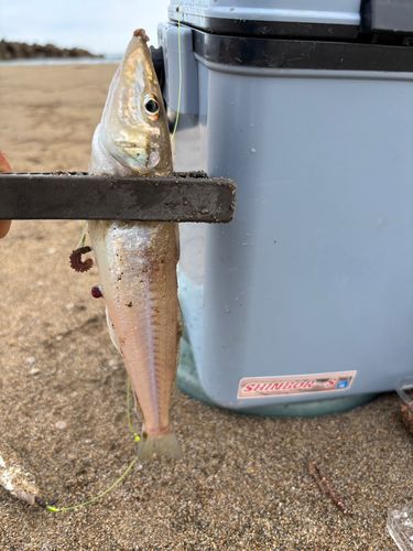 キスの釣果