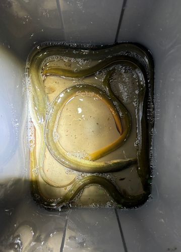 ウナギの釣果