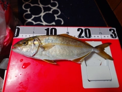 シオの釣果