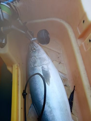 ワラサの釣果