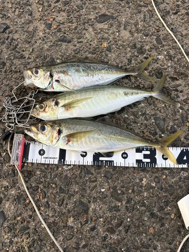 アジの釣果