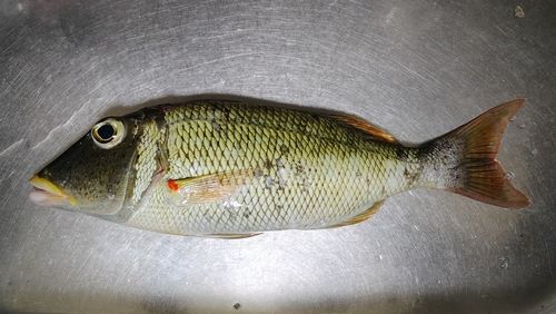 ムネアカクチビの釣果