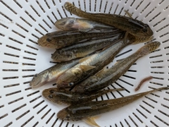 マハゼの釣果