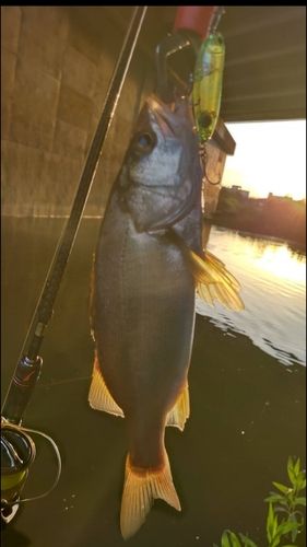 宮崎県で釣れたシーバスの釣り・釣果情報 - アングラーズ | 釣果600万