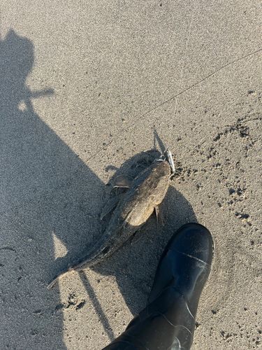 マゴチの釣果