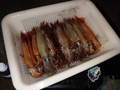 イカの釣果